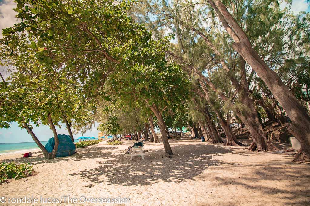 Trees and benches at Enterprise beach Barbados.