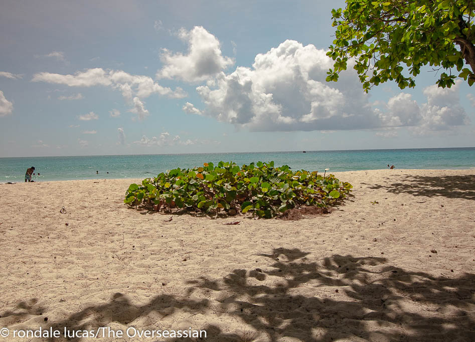 A well manicured sea Grape Tree island at Enterprise Beach Barbados
