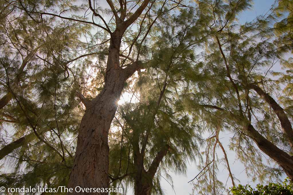 Casurina trees at Enterprise beach ,Barbados.