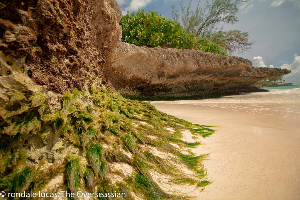 The cliffs at Enterprise Beach, Barbados.