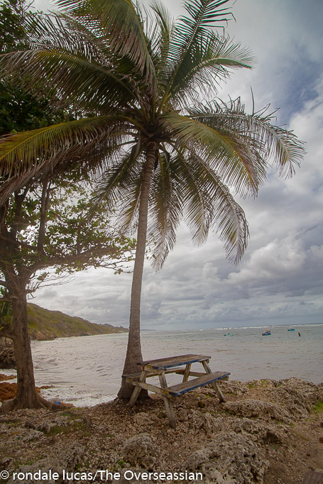 A bench and coconut tree at Consett Bay Barbados.